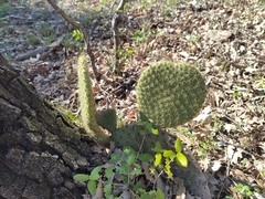 Opuntia scheeri, photograph (c) Yves Bas, some rights reserved (CC BY)