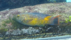 Bodianus