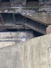 Columba livia
