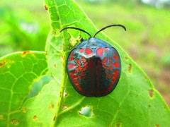 Discomorpha spectanda