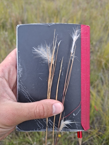 Snowflake Grass