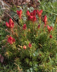 Rhodiola quadrifida