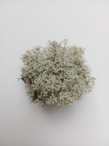 Cladonia mitis, 2025-07-15