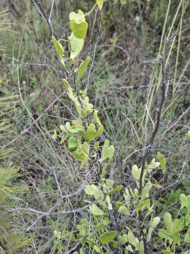 African Heartvine