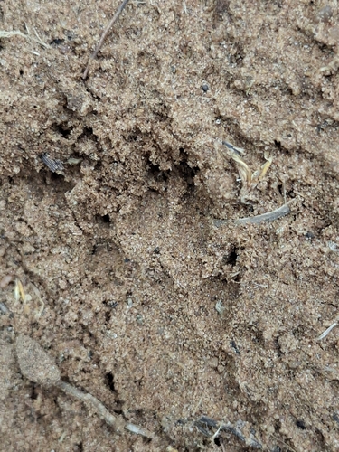 Black-backed Jackal