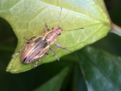 Naupactus dissimilis