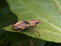 Naupactus dissimilis
