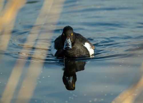 Porrón moñudo (Aythya fuligula)