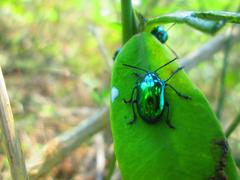 Eumolpus viriditarsis