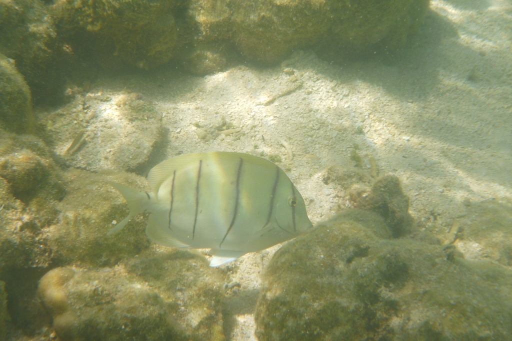 Convict surgeonfish