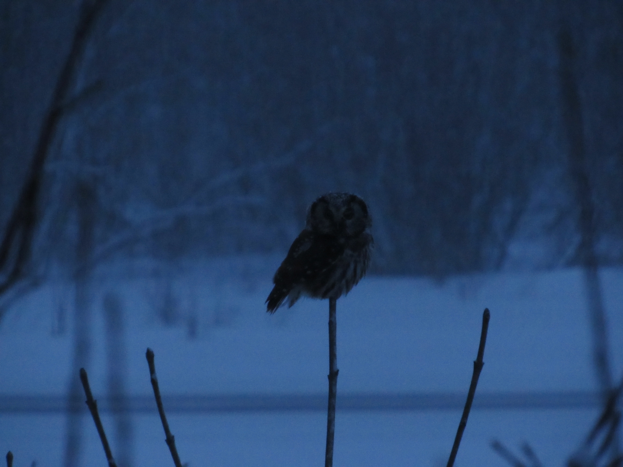 Boreal Owl
