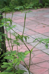 Conioselinum chinense