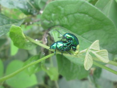 Eumolpus viriditarsis