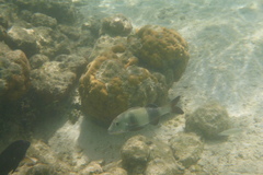 Parupeneus insularis