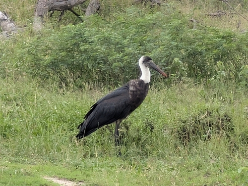 African Woolly-necked Stork (Ciconia microscelis), photo 10