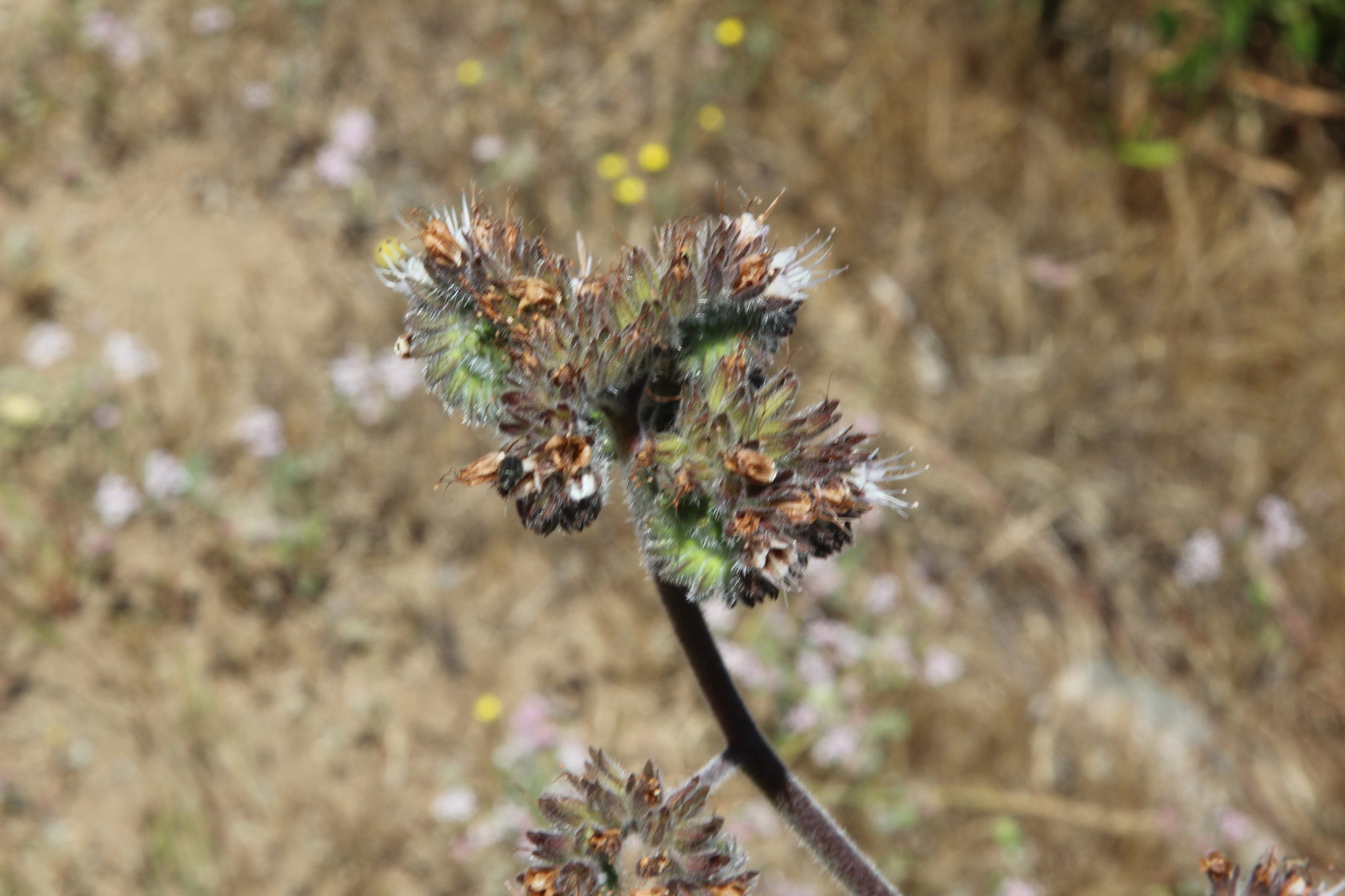 Phacelia secunda
