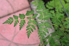 Conioselinum chinense