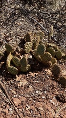 Opuntia aurea