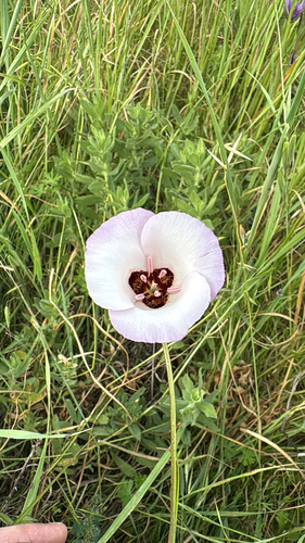 iNaturalist observation photo of Catalina mariposa lily