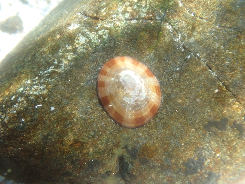 Cellana karachiensis