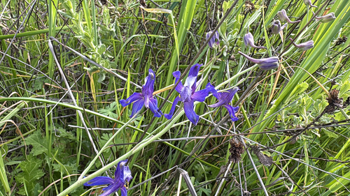 iNaturalist observation photo of San Bernardino larkspur
