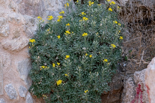 Golden Disk-Cress (Acuston perenne)