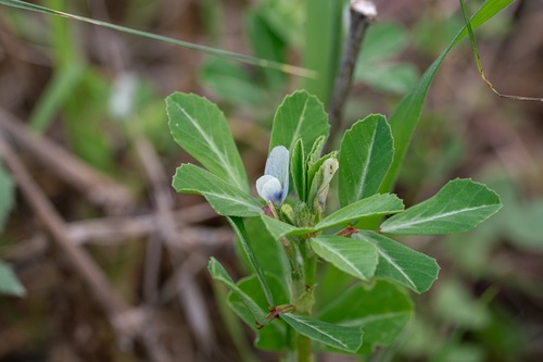 Trigonella foenum-graecum, photograph 1