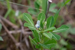 (c) Eleftherios Katsillis, some rights reserved (CC BY) Trigonella foenum-graecum, photograph (c) Eleftherios Katsillis, some rights reserved (CC BY)
