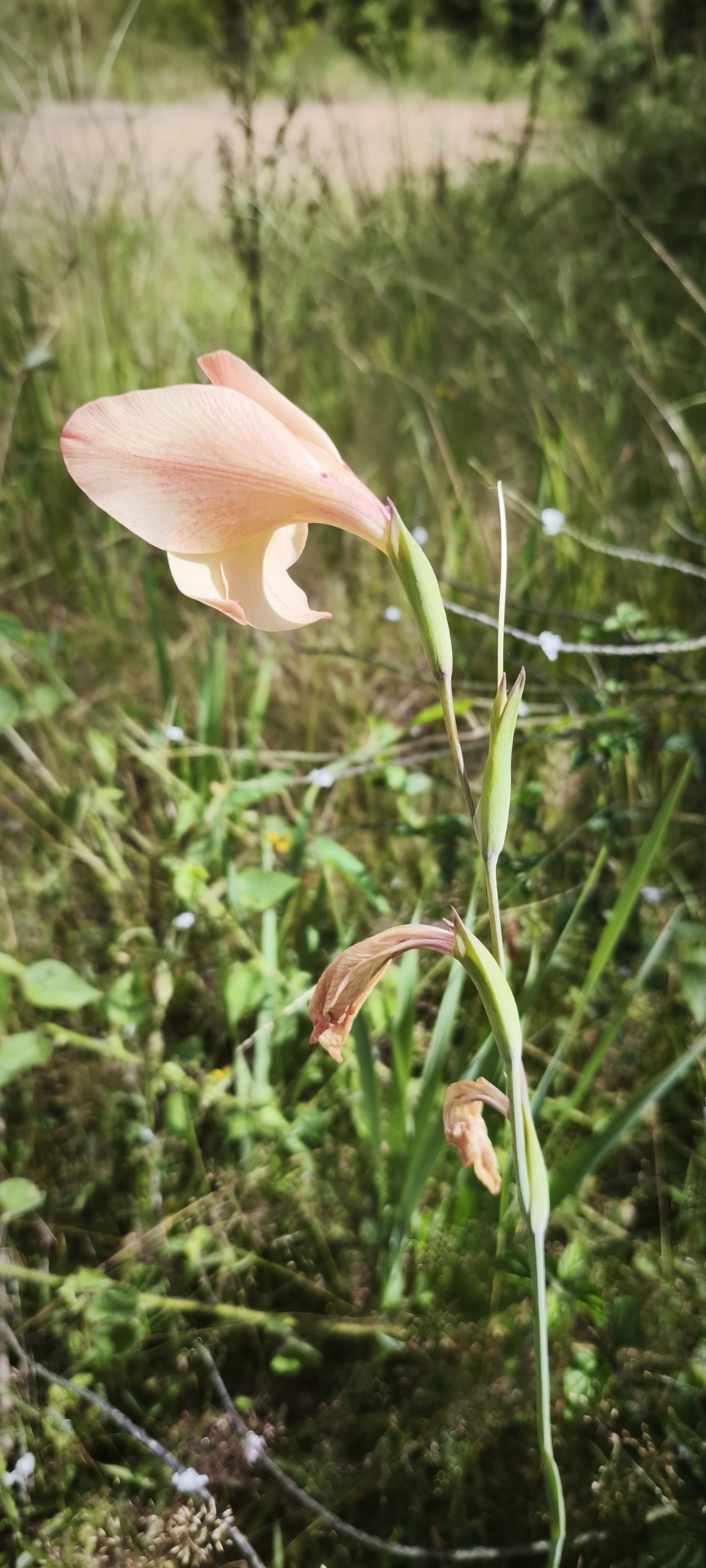 Gladiolus flowers close-up