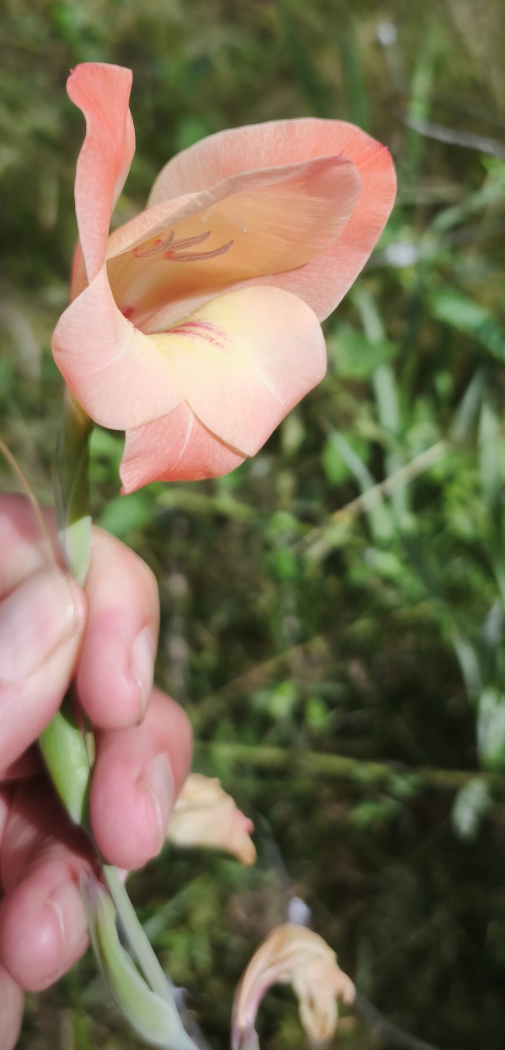 Gladiolus plants flowering in a garden