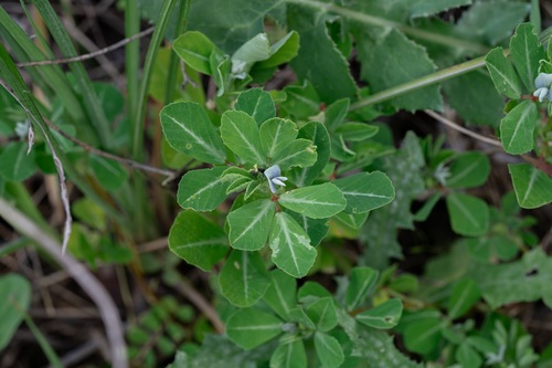 Trigonella foenum-graecum, photograph 2