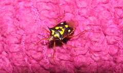 Oebalus poecilus