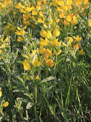 Thermopsis lanceolata