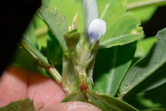 (c) Eleftherios Katsillis, some rights reserved (CC BY) Trigonella foenum-graecum, photograph (c) Eleftherios Katsillis, some rights reserved (CC BY)