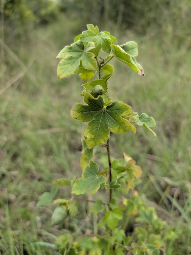 Levant Cotton (Gossypium herbaceum)