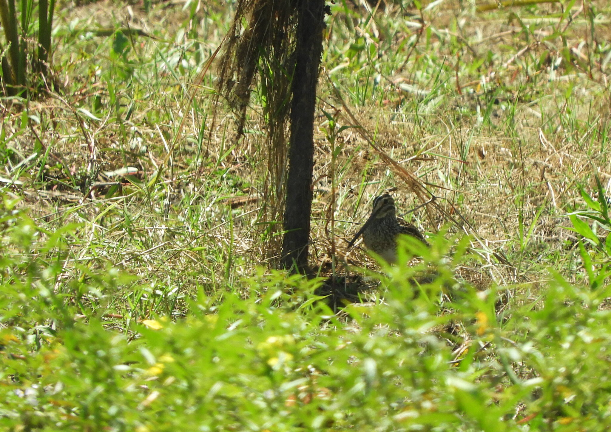 Pantanal Snipe (Gallinago paraguaiae), photo 7