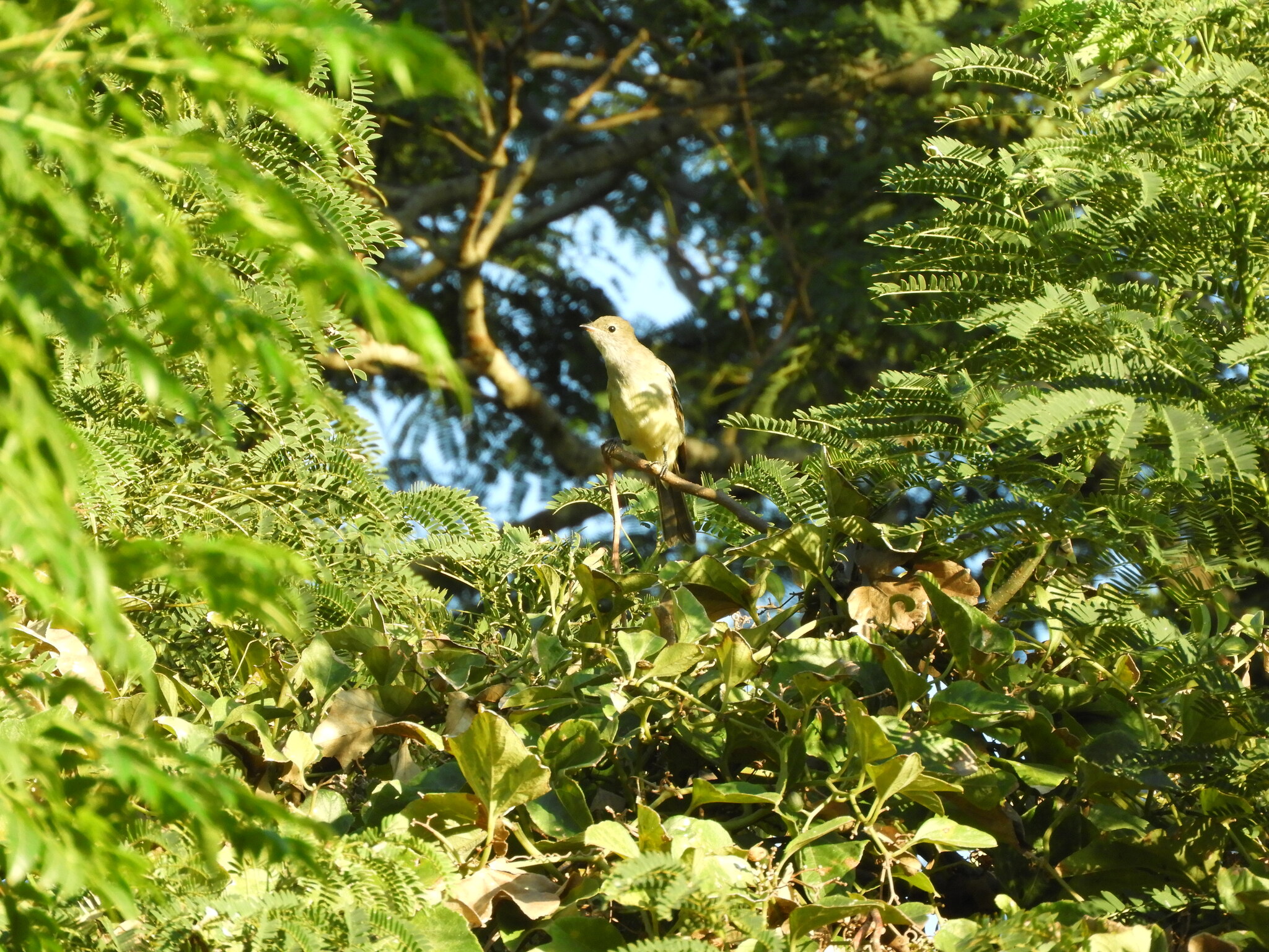 Large Elaenia (Elaenia spectabilis), photo 9