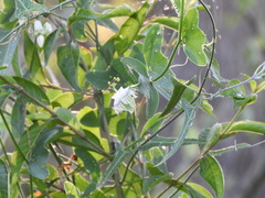 Passiflora misera, photograph (c) Pablo H Capovilla, some rights reserved (CC BY)