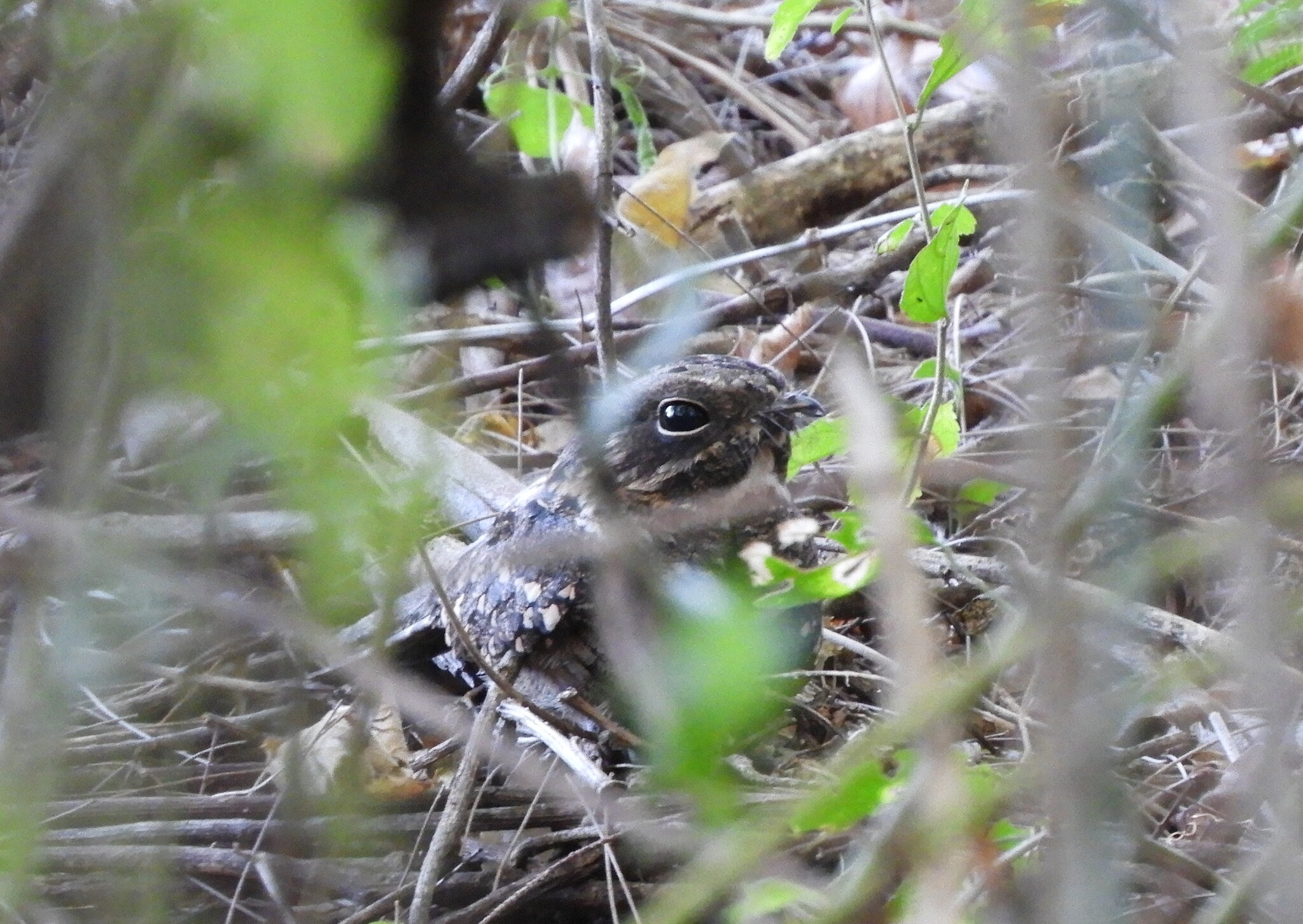 Little Nightjar (Setopagis parvula), photo 4