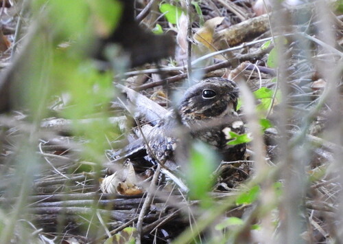 Little Nightjar (Setopagis parvula), photo 5