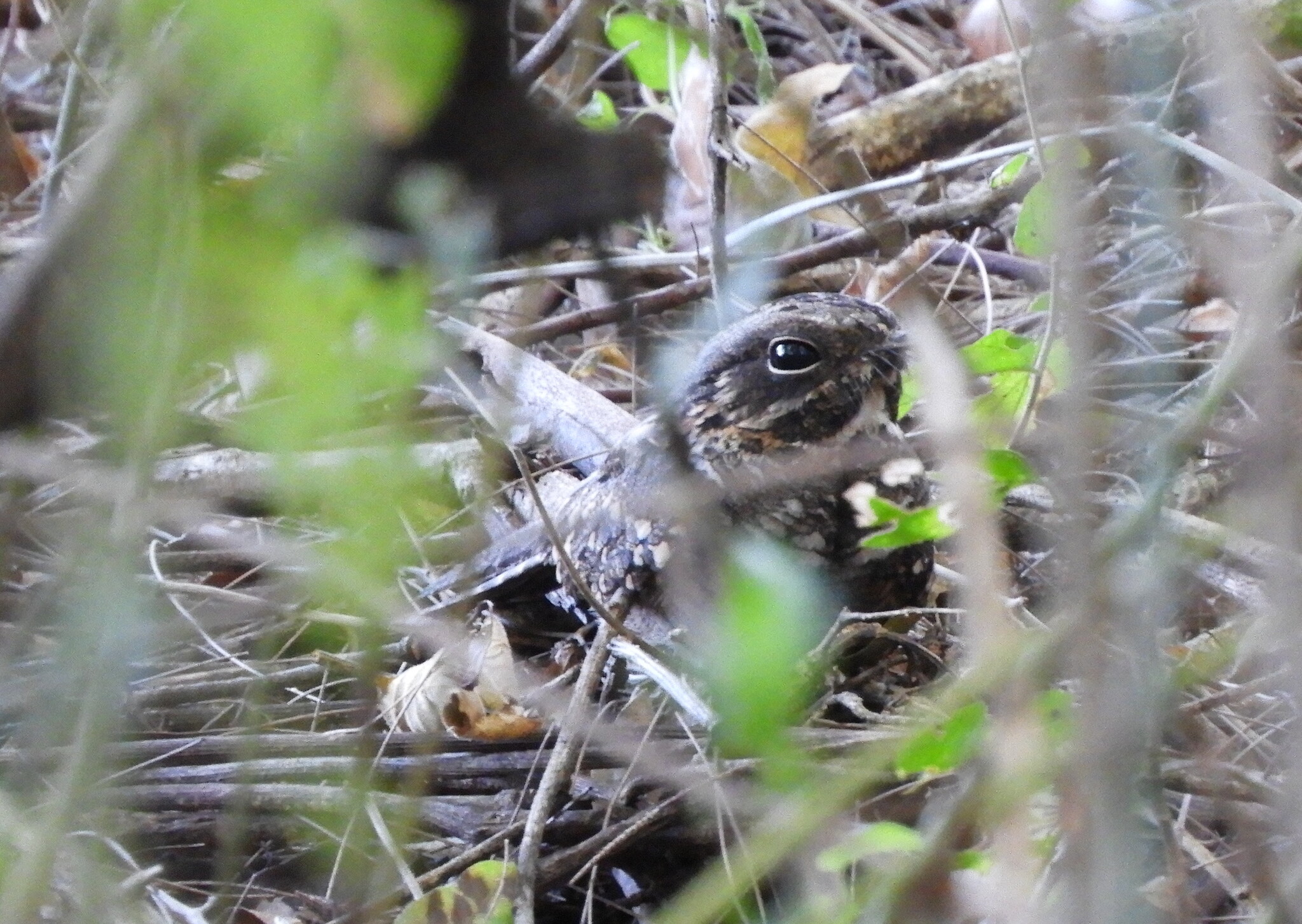 Little Nightjar (Setopagis parvula), photo 5