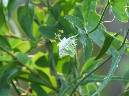 Passiflora misera, photograph 3