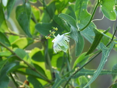 Passiflora misera, photograph (c) Pablo H Capovilla, some rights reserved (CC BY)