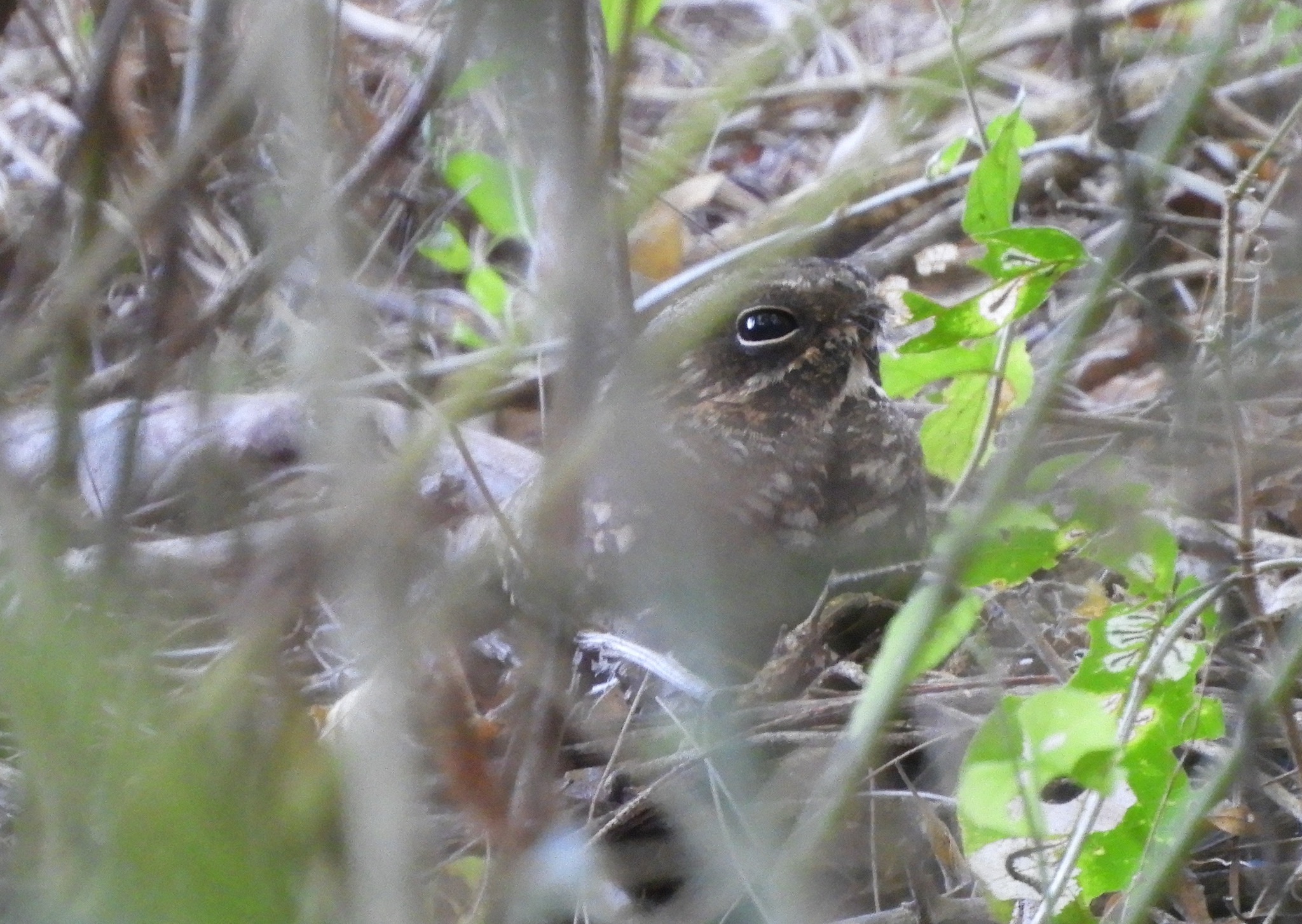 Little Nightjar (Setopagis parvula), photo 6
