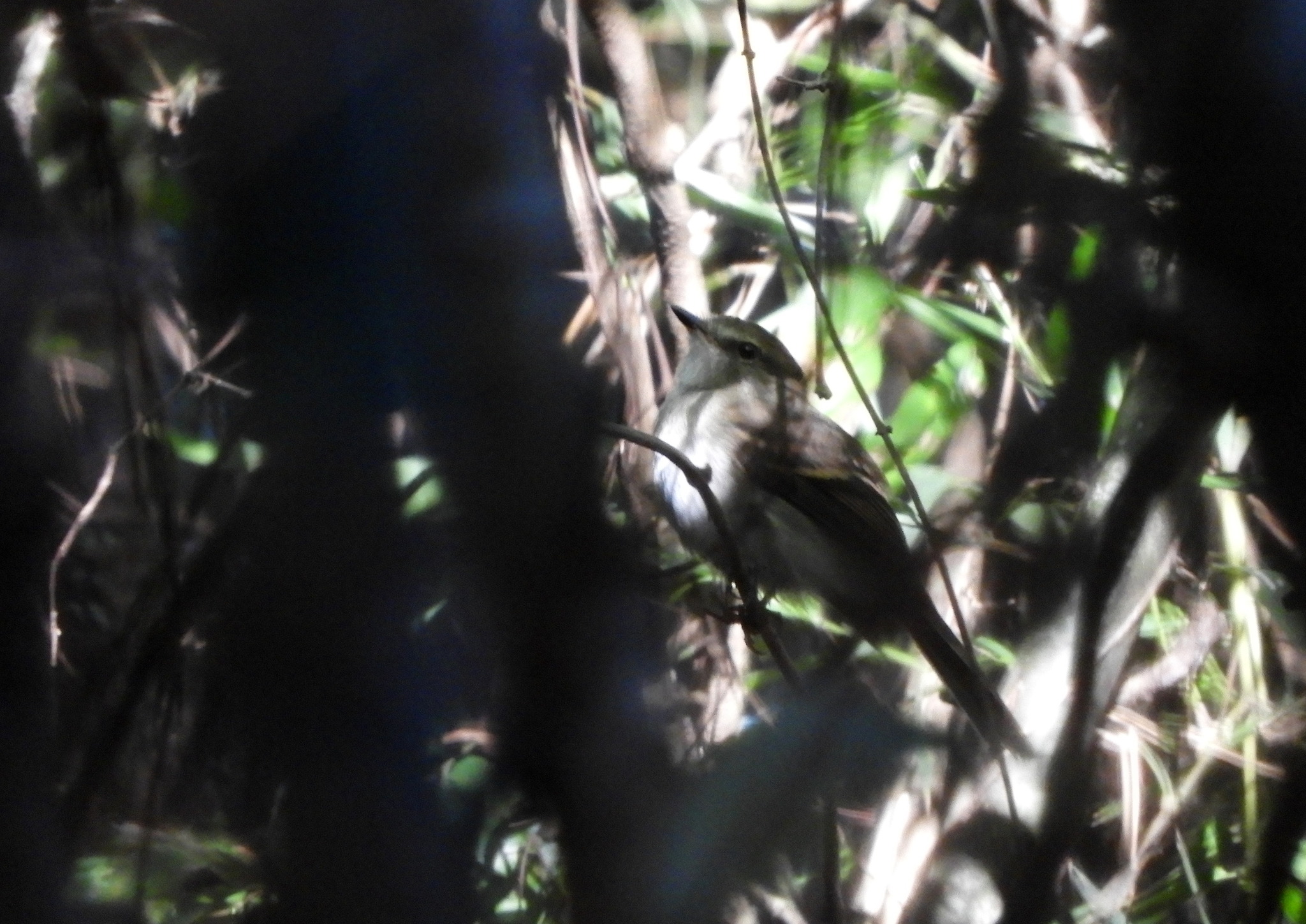Fuscous Flycatcher (Cnemotriccus fuscatus), photo 1