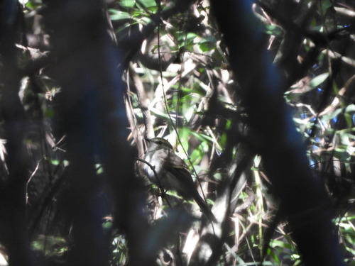Fuscous Flycatcher (Cnemotriccus fuscatus), photo 2