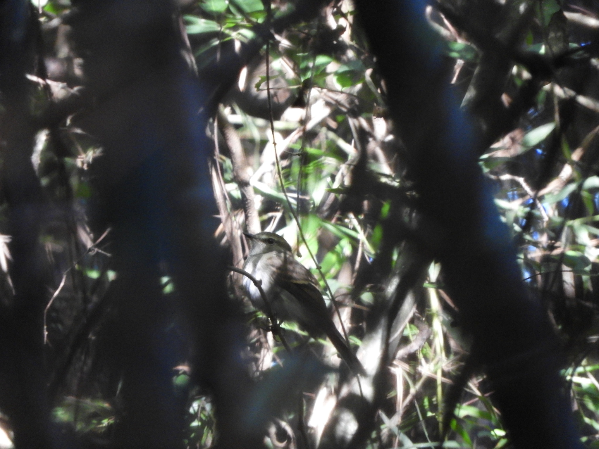 Fuscous Flycatcher (Cnemotriccus fuscatus), photo 2