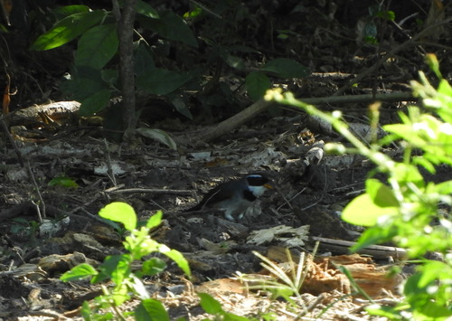 Saffron-billed Sparrow (Arremon flavirostris)