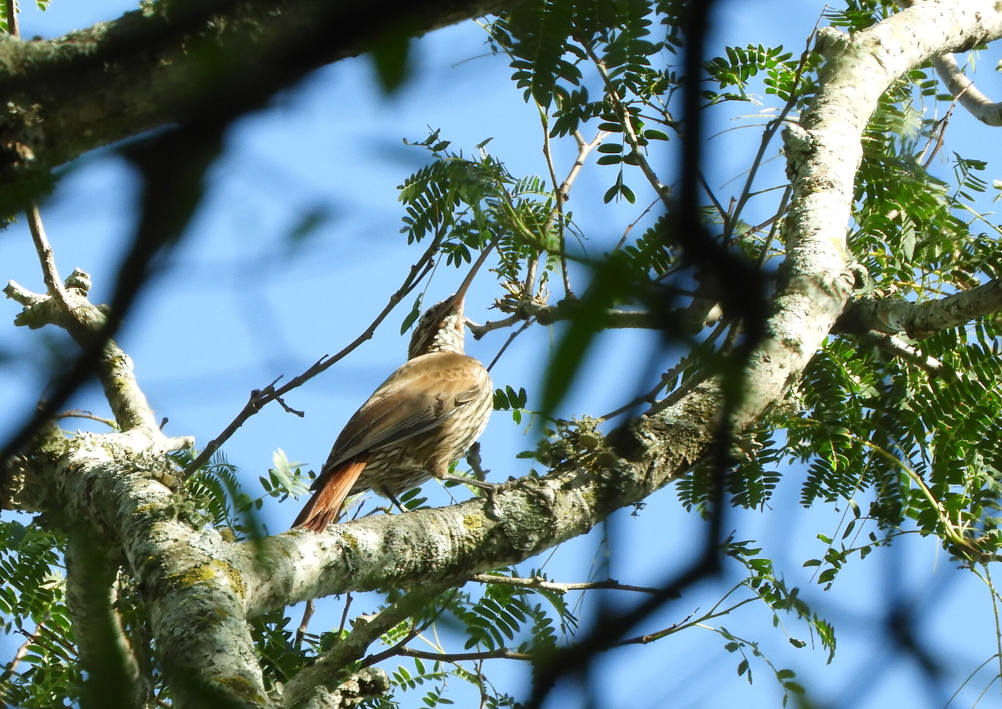 Scimitar-billed Woodcreeper (Drymornis bridgesii), photo 6