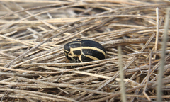 Neodiplogrammus quadrivittatus